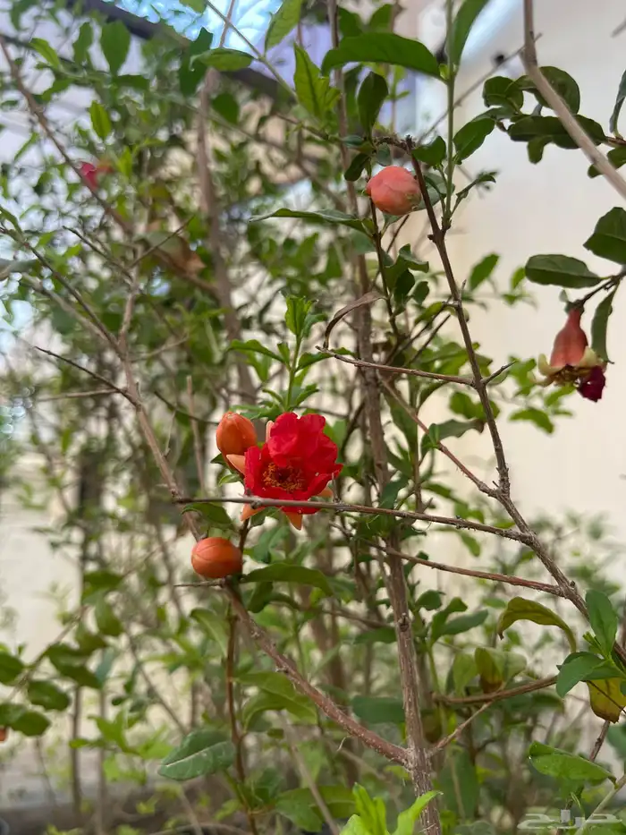 شتلات متنوعة بأسعار منافسة 6