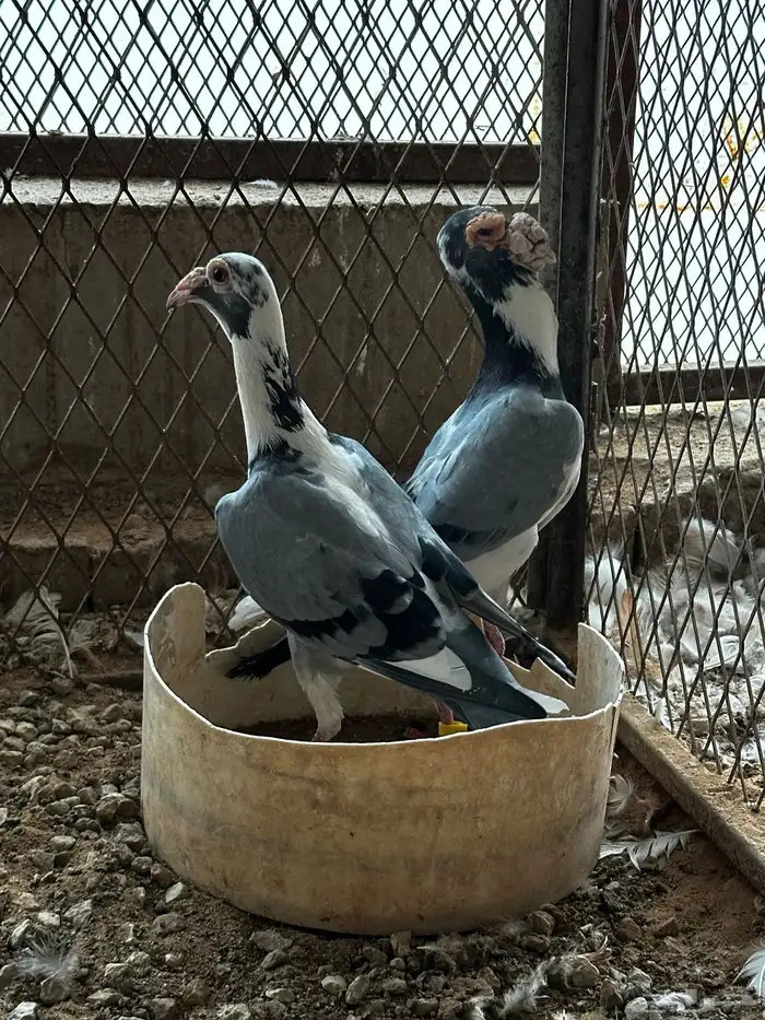 جوز كارير 6
