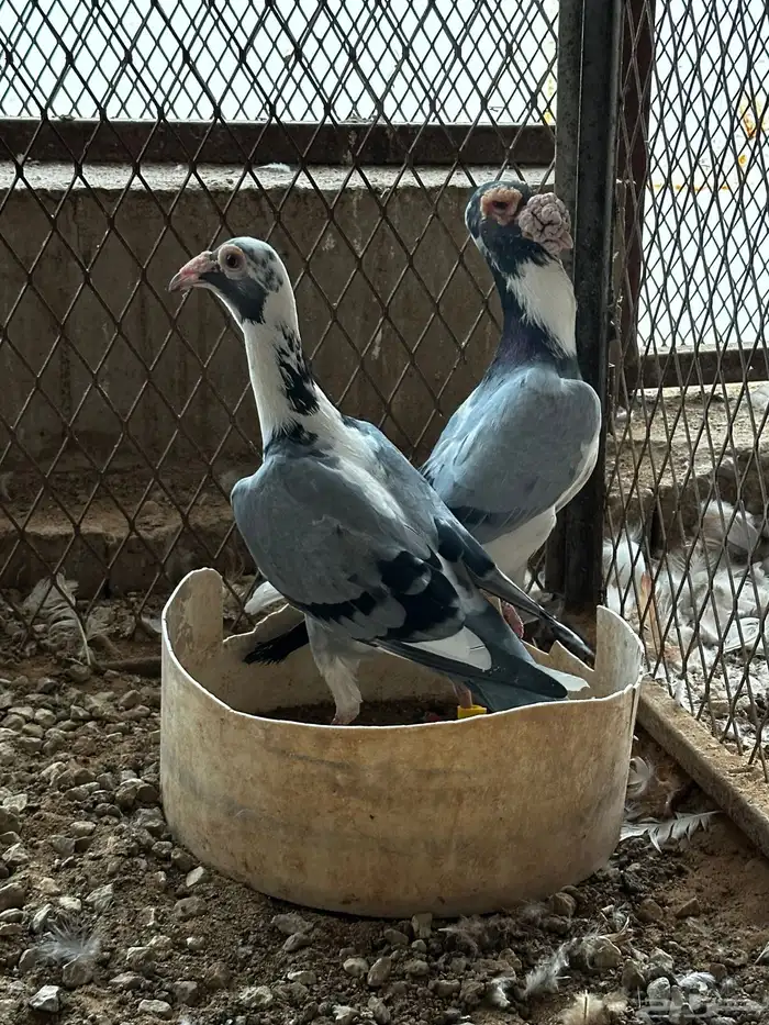 جوز كارير 1