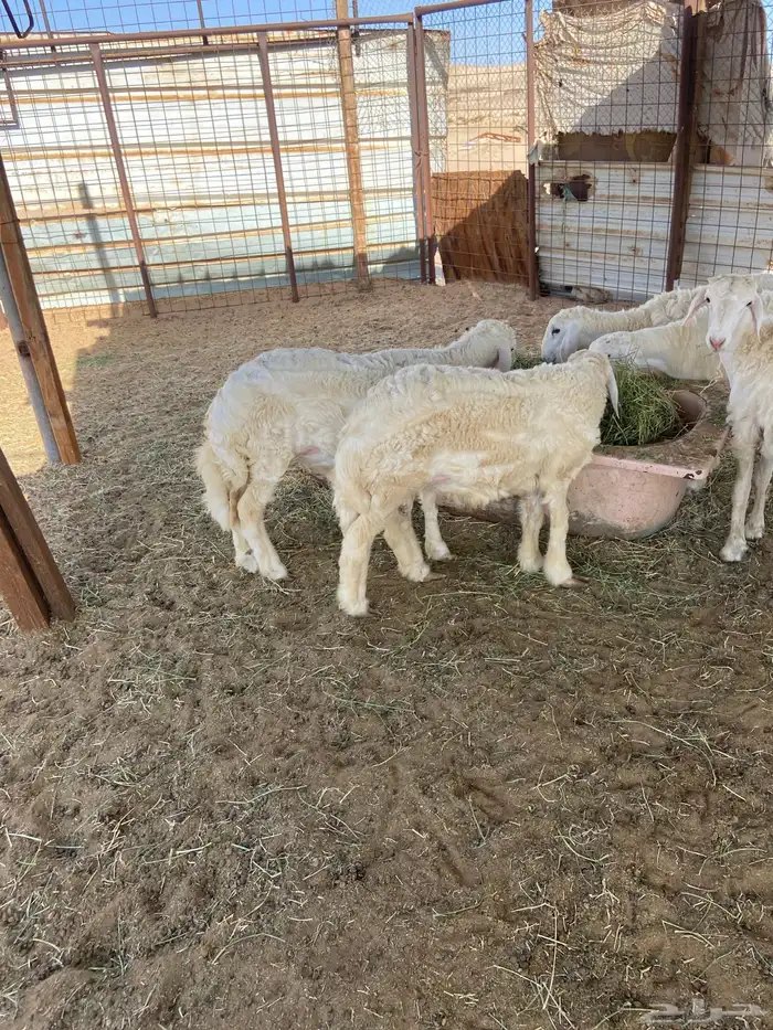 طليان ذبايح ضيوف وثلاجة مع ذبح وتوصيل. 2