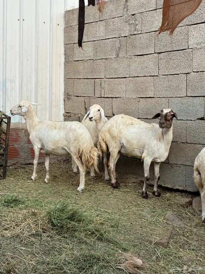 ظان للبيع 1