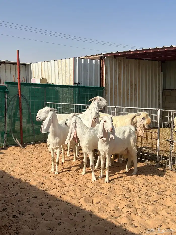 معزا مطورات فاخره 4