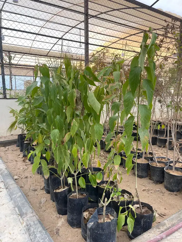 شتلات متنوعة بأسعار منافسة 9