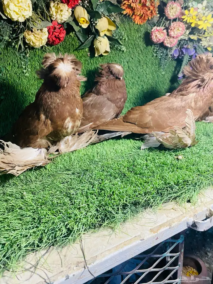 للبيع مجموعة بخارات حمر 0