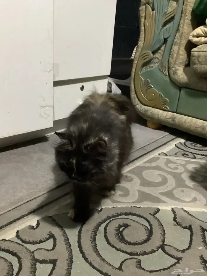 قطط للتبني 11