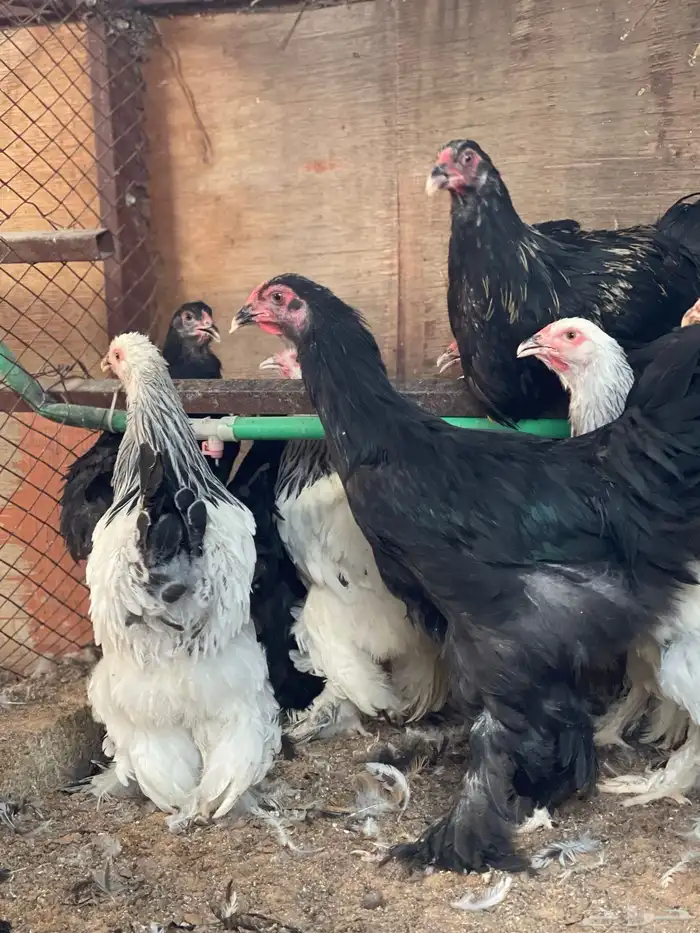 دجاج براهما 1