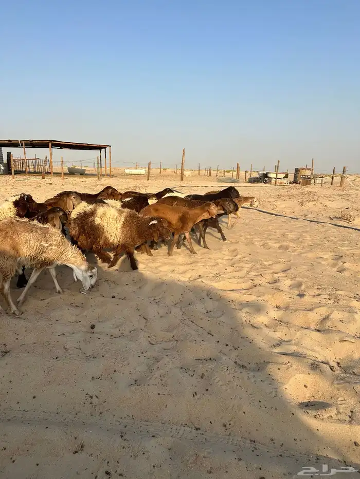 ذبايح للبيع 1