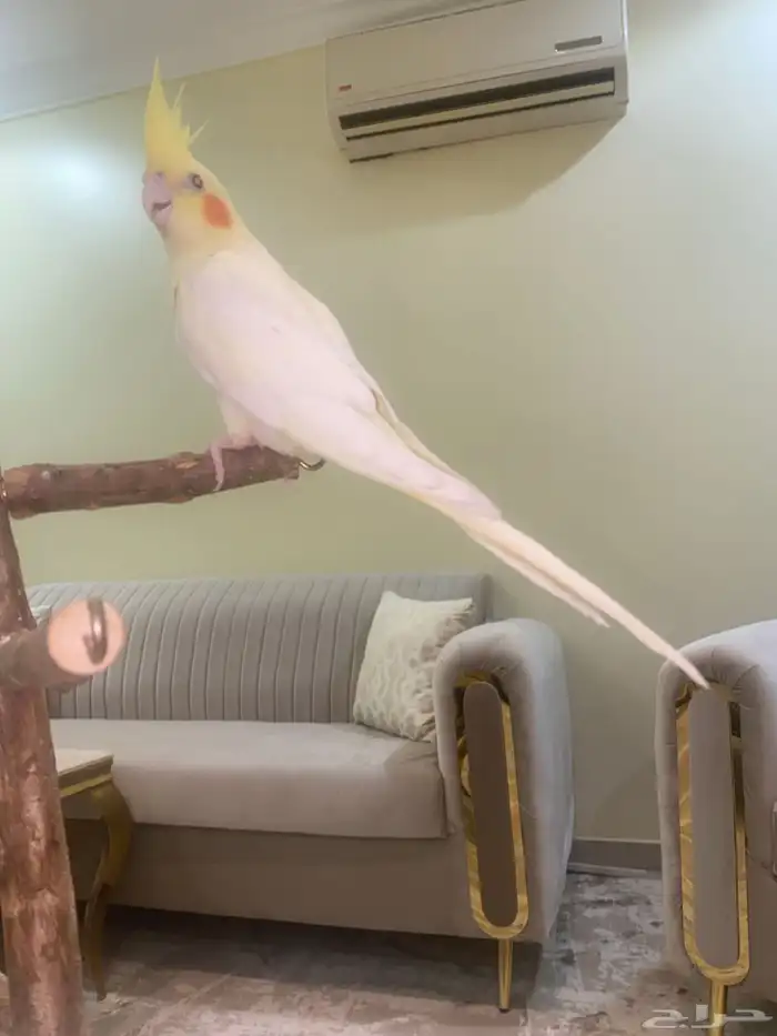 كروان اليف 1
