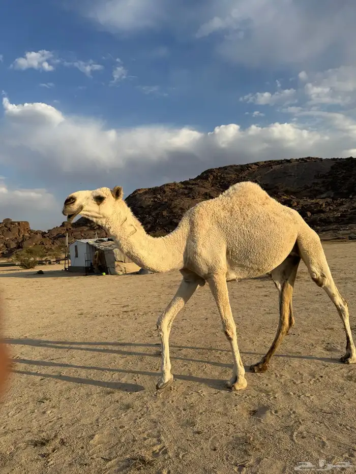 ابل للبيع 14