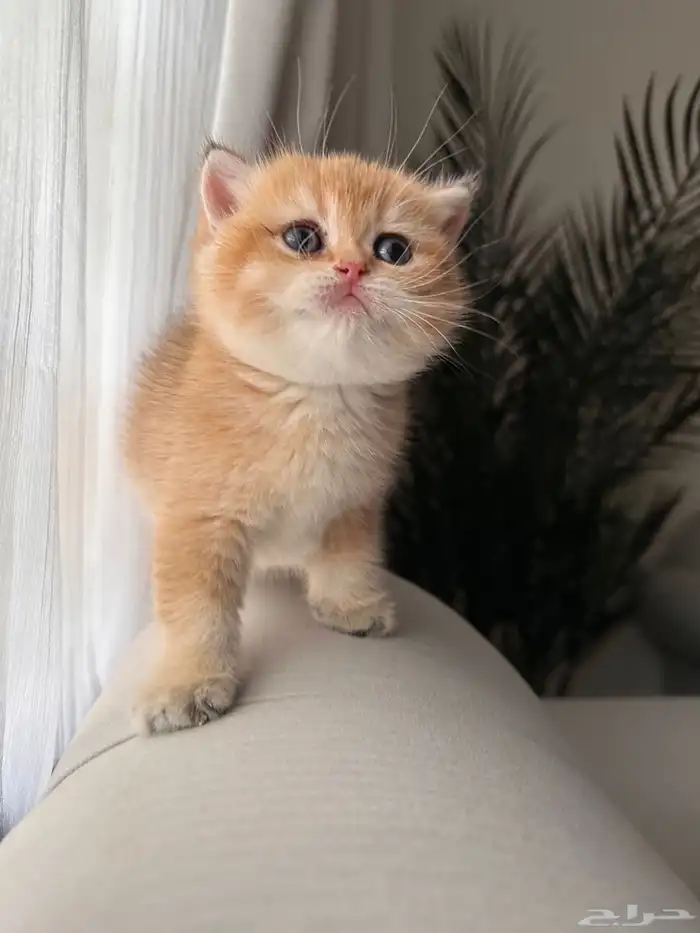 قطه سكوتش أنثى للبيع 2