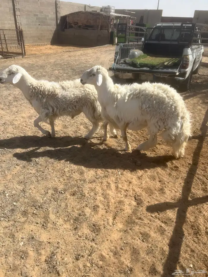 جذعان حريه فاخر 8