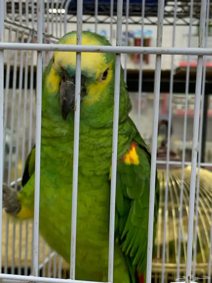ببغاء أمازوني 2