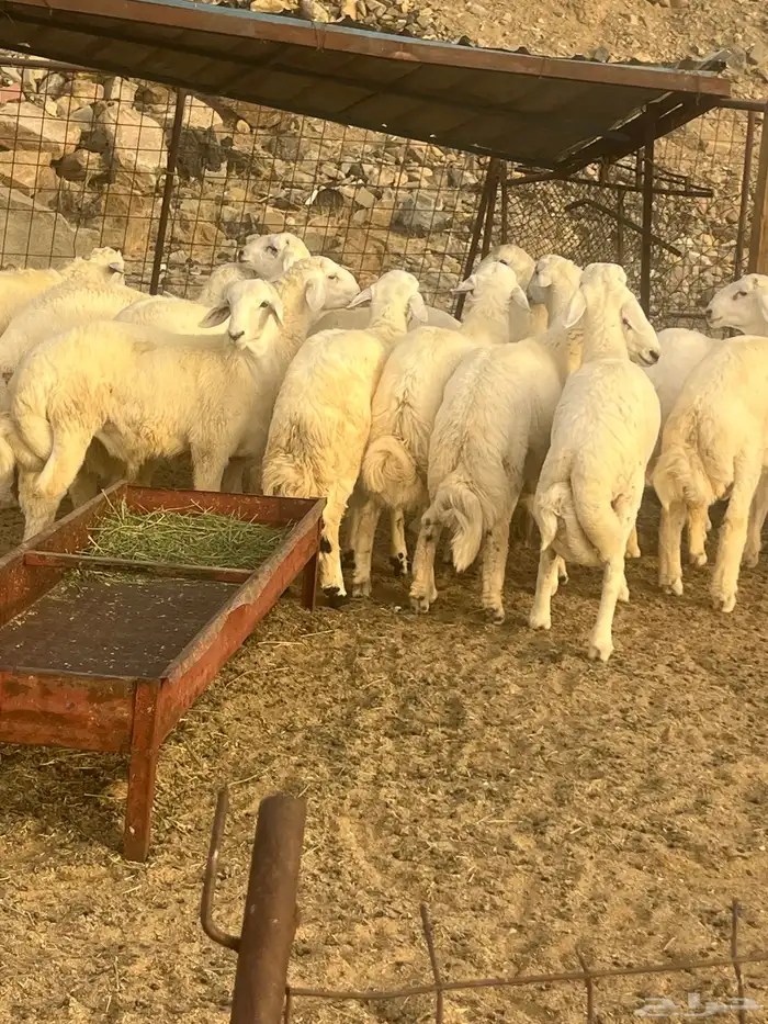 طليان حري وتيوس عوارض وبيشي مع الذبح والطبخ والتوصيل 5