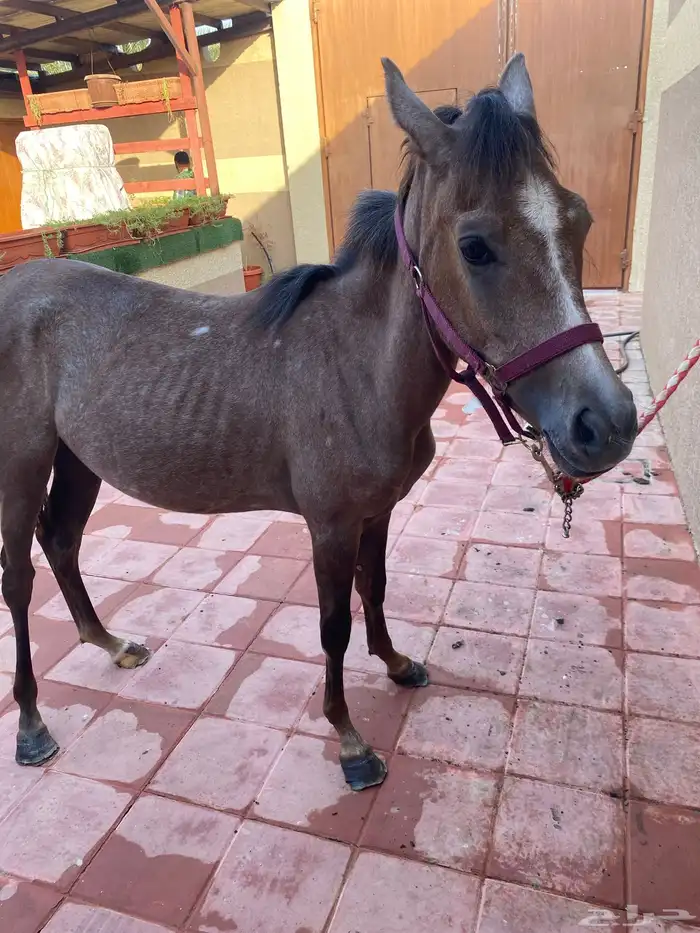 مهره شعبيه للبيع بالمجمعه 2