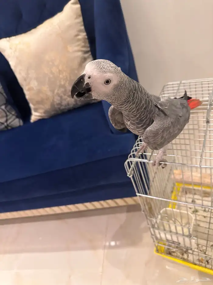ببغاء كاسكو تم البيع 1