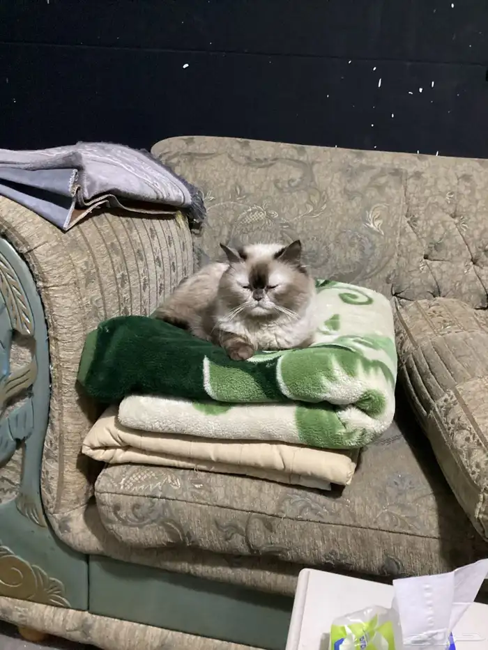 قطط للتبني 4