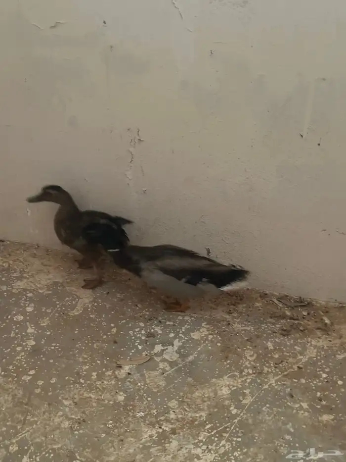 بط للبيع 2