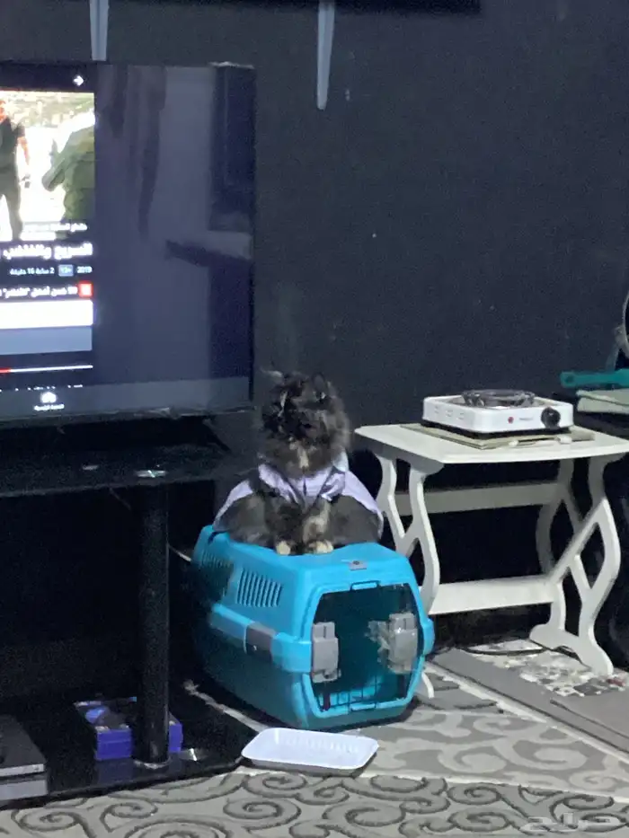 قطط للتبني 0