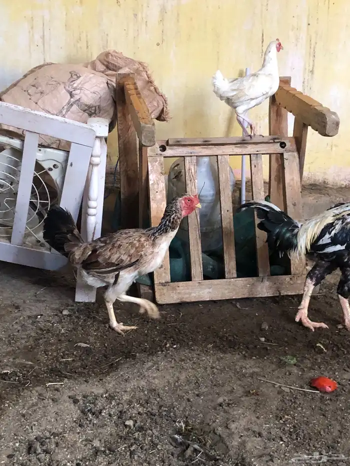 دجاج فارسي وانثى براهما وجوز فارسي 7