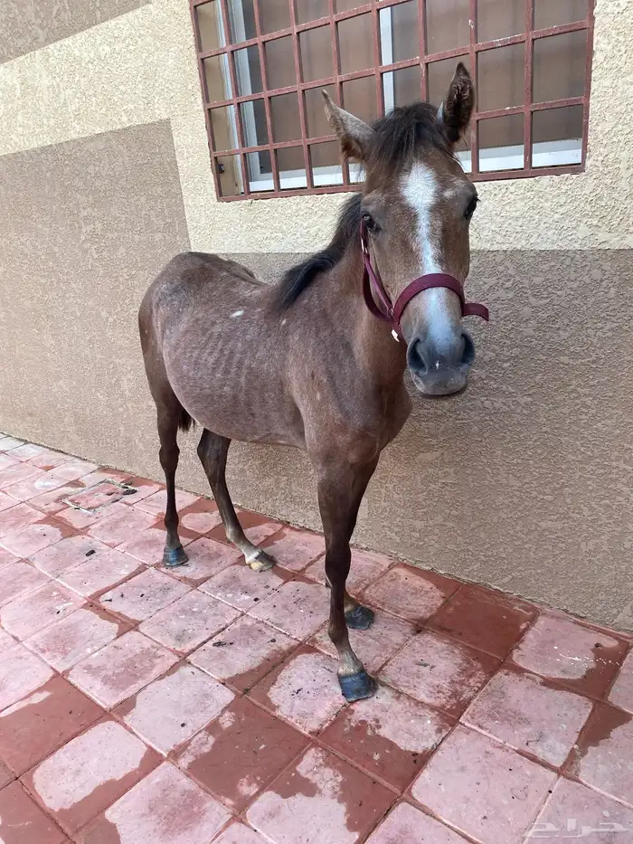 مهره شعبيه للبيع بالمجمعه 0