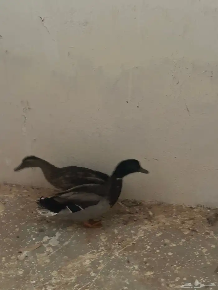 بط للبيع 4