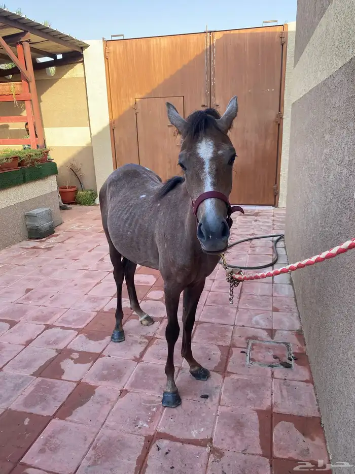 مهره شعبيه للبيع بالمجمعه 4
