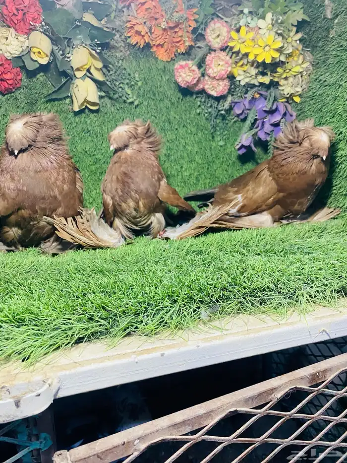 للبيع مجموعة بخارات حمر 8