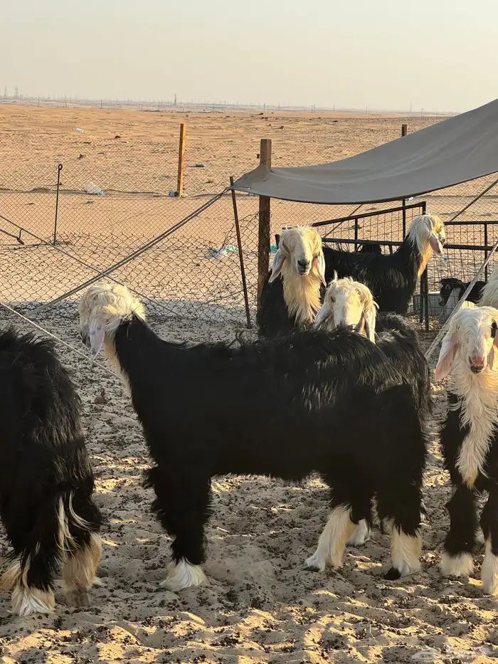 طليان نجد جذعان بريه نظيفه طيبه للبيع جمله وتفريد 1