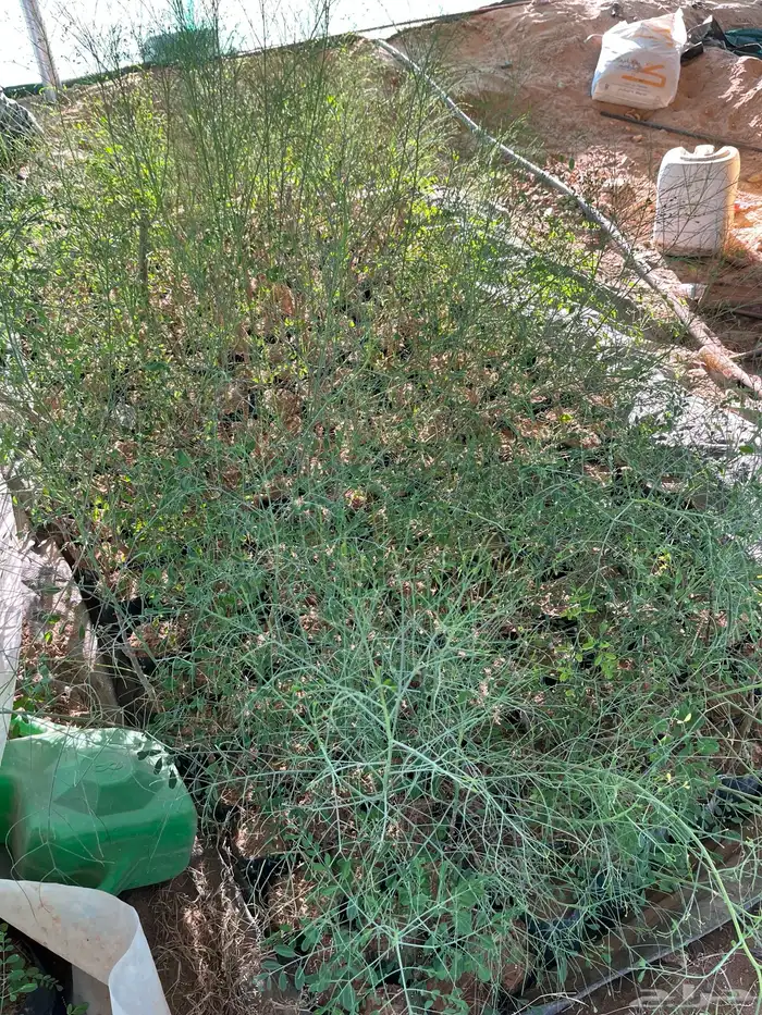 شتلات وأشجار مورنجا عربي أو بان عربي يسر 3