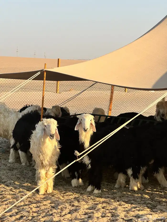 طليان نجد جذعان بريه نظيفه طيبه للبيع جمله وتفريد 5