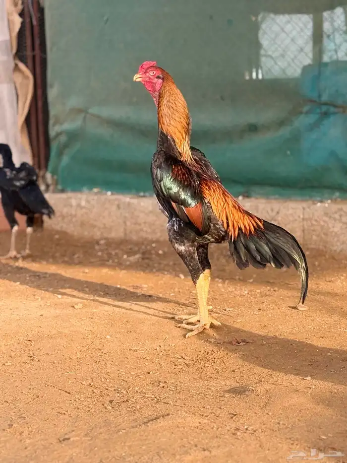 ديك ياباني فاخر 0