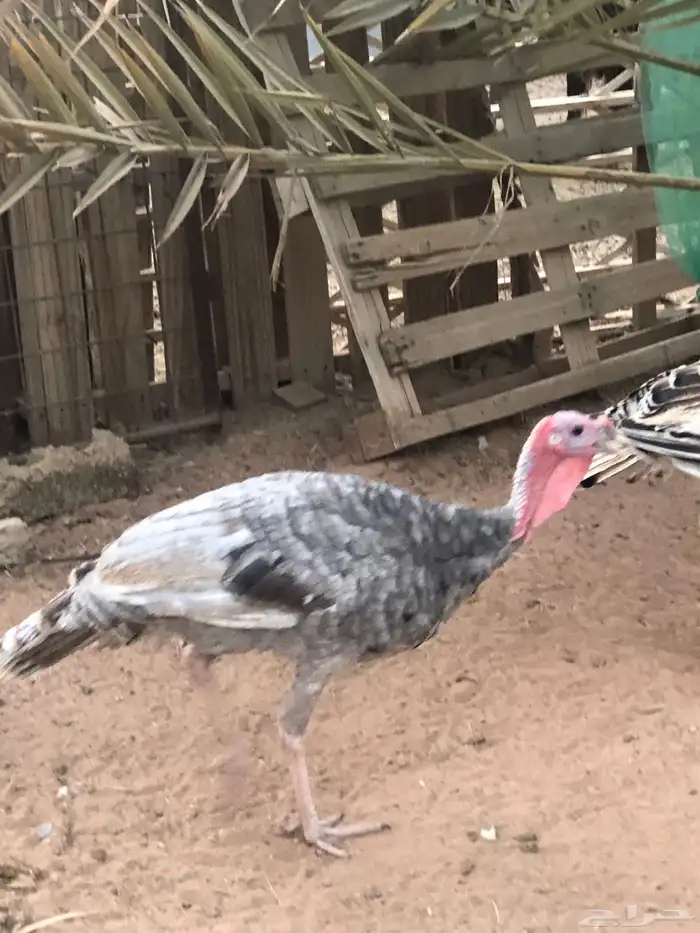 ديكه 2