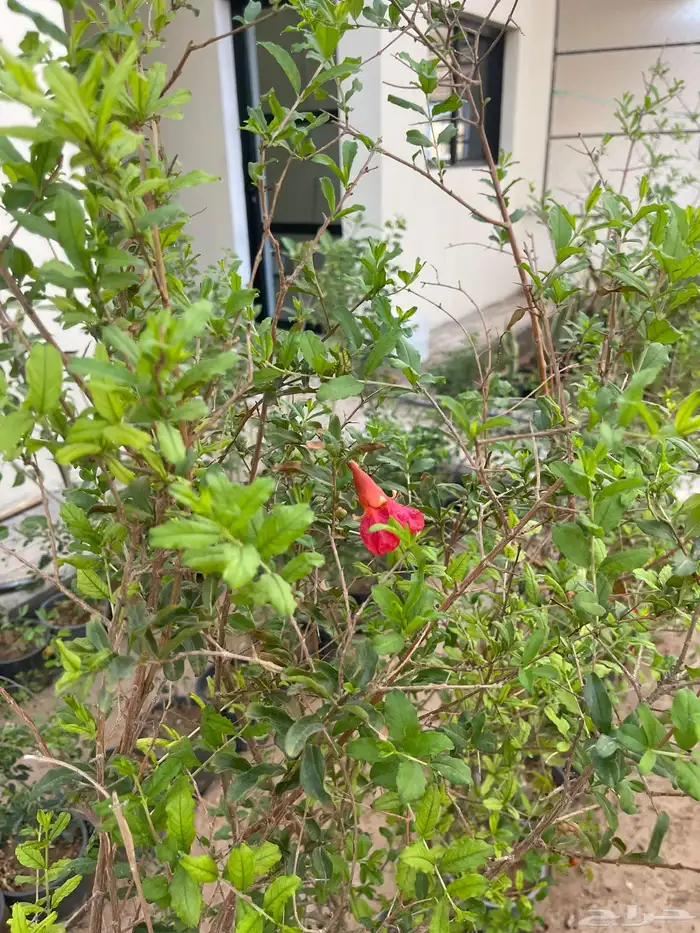 شتلات متنوعة بأسعار منافسة 7