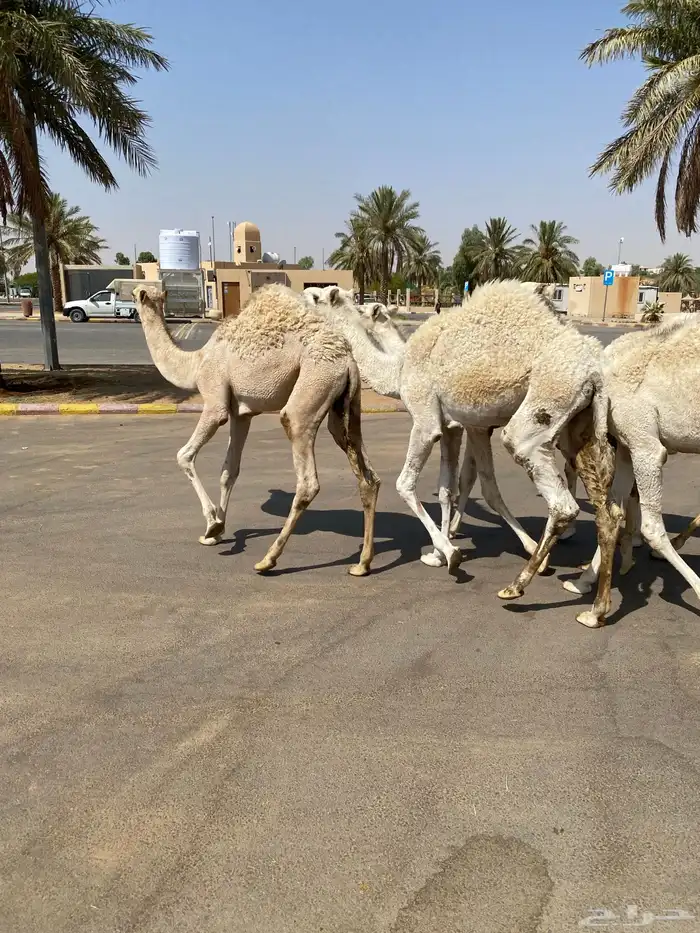 العدد 5 قعدان لبانية واساسهن طيب 2