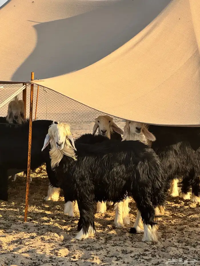 طليان نجد جذعان بريه نظيفه طيبه للبيع جمله وتفريد 4