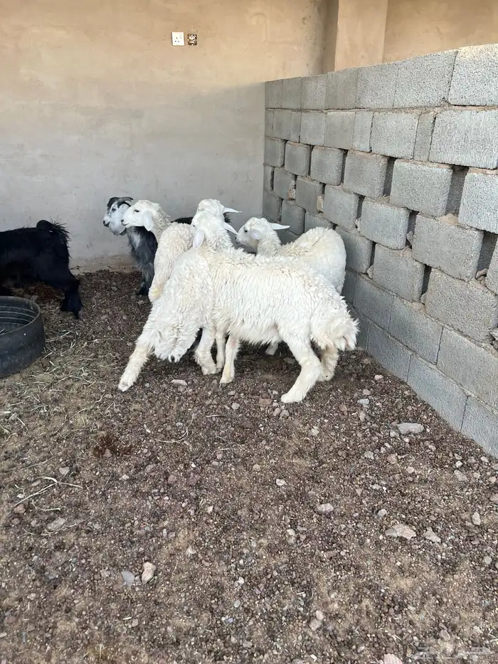 طليان للبيع 2