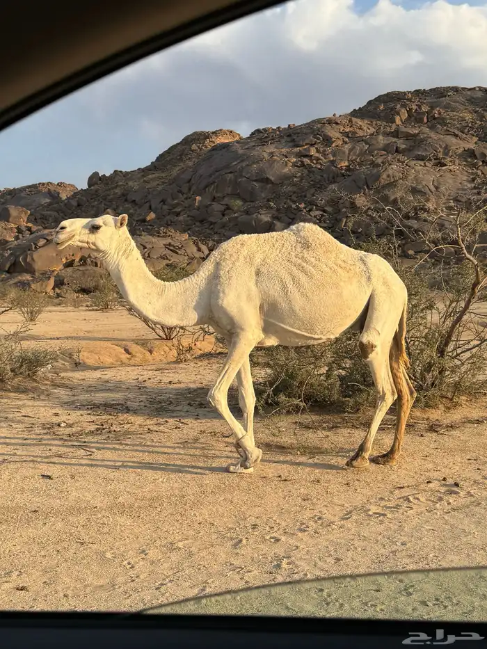 ابل للبيع 12