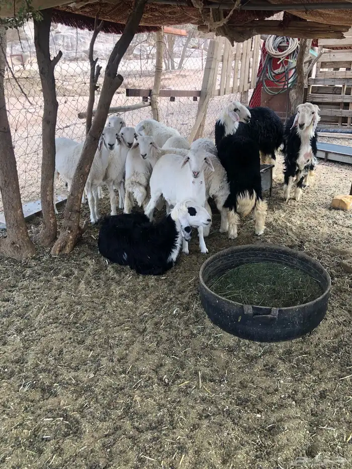 الرويضه بالعرض 8