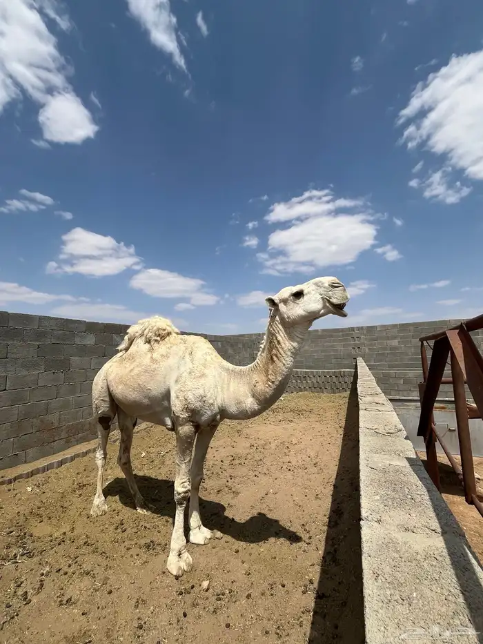 البيع بعير فحل كفو انتاج طيب 4