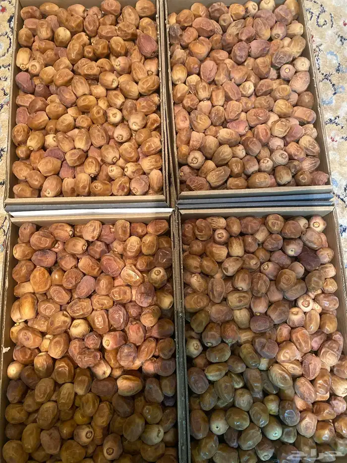 روثانه 80 كرتون 0