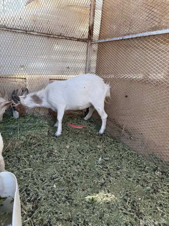 طقم ماعز قزم 0