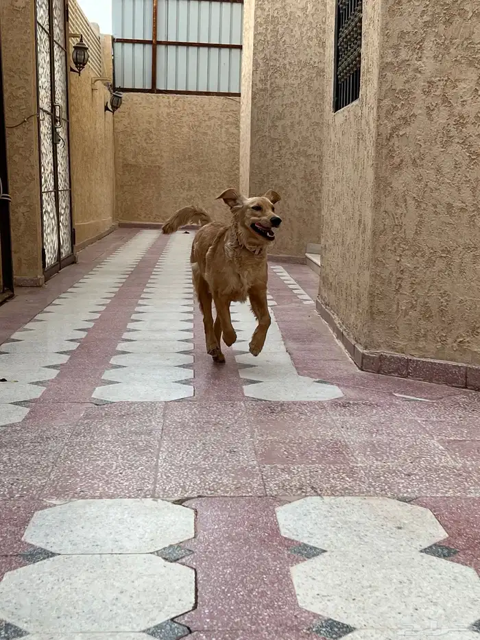 كلبة للتبني   اسمها كيارا 34