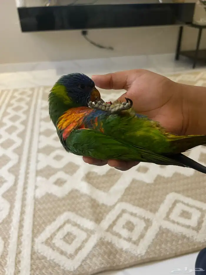 بغبغاء لوري للبيع 2