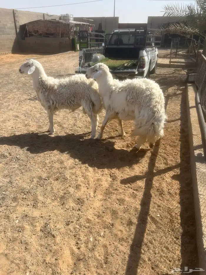 جذعان حريه فاخر 7