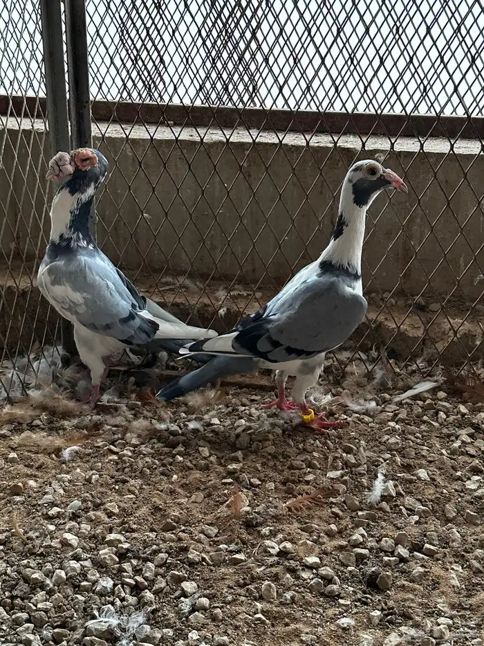 جوز كارير 2