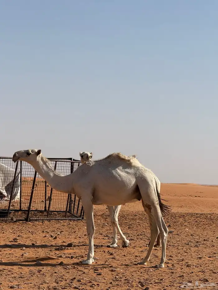 فحول العدد 10 البيع لاعلى سوم 1