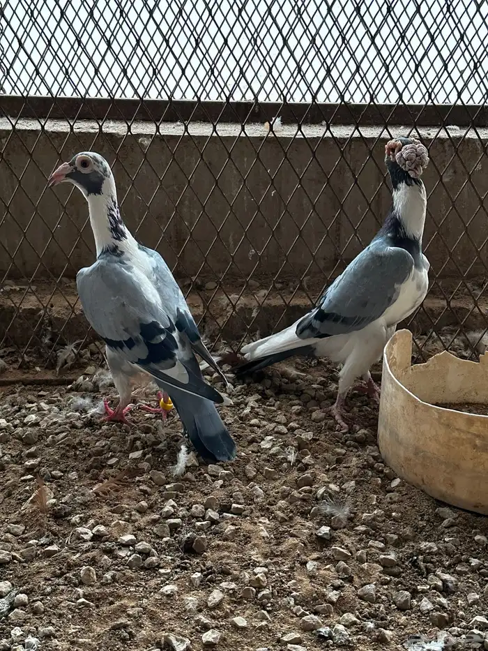 جوز كارير 7