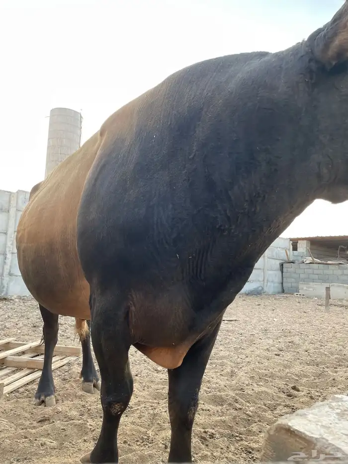 ثور جرسي بيور 3