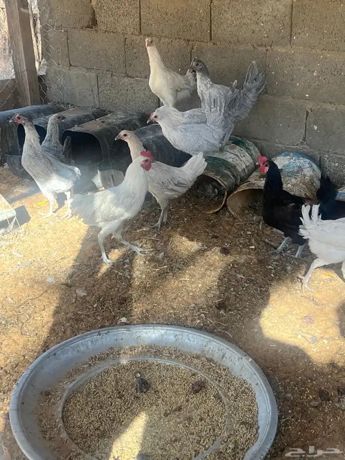 دجاج فيومي ولوهمان 6