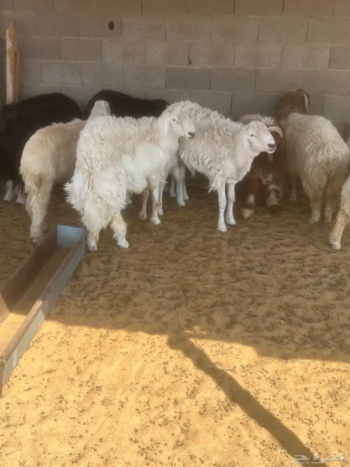 جذعان حريه فاخر 2
